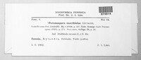 Peronospora matthiolae image